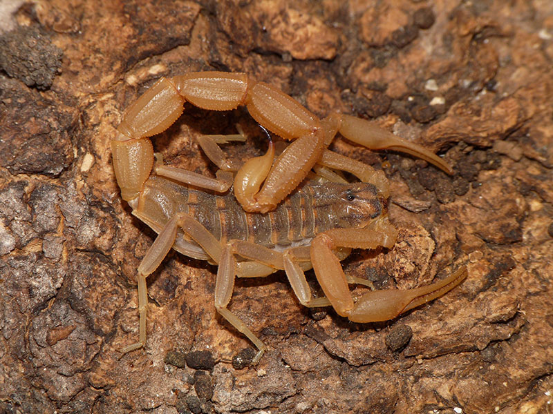 Aegaeobuthus gibbosus da Tessaglia, Grecia